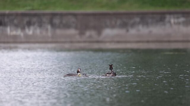A great grebe with chicks swims through the water