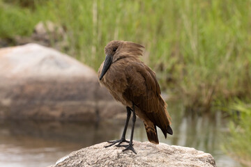 Fototapeta premium Hamerkop, Hammerhead