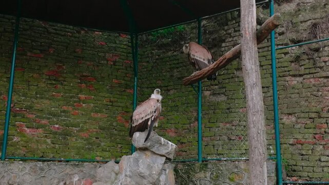 Bird perched on a rock inside an aviary, branches and brick wall behind, triptych view of a calm raptor in a fenced enclosure with natural light.