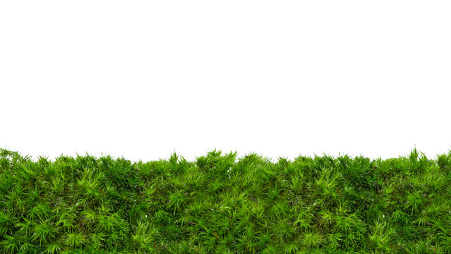 Horizontal Moss Border on Transparent Background With Large Copy Space