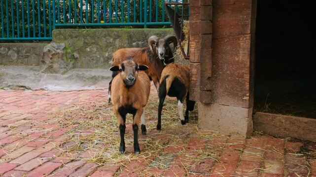 Goats near a barn doorway on a brick courtyard with straw, capturing livestock in a rural farm setting for agriculture and animal care