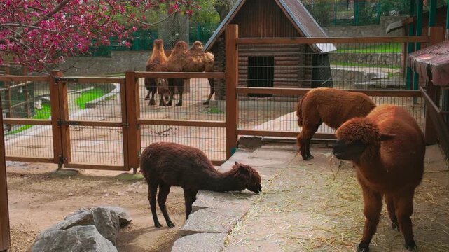 Camel and animals in an enclosure at a zoo, brown fur near a gate and pasture, daytime scene with rustic fencing and calm demeanor