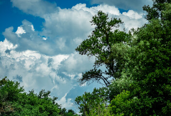 Fototapeta premium Trees against the background of a summer cloudy sky.