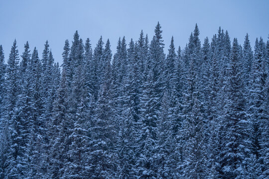 Aerial view of a dense evergreen forest covered in fresh snow under a pale blue winter sky Ouray, Colorado, United States.