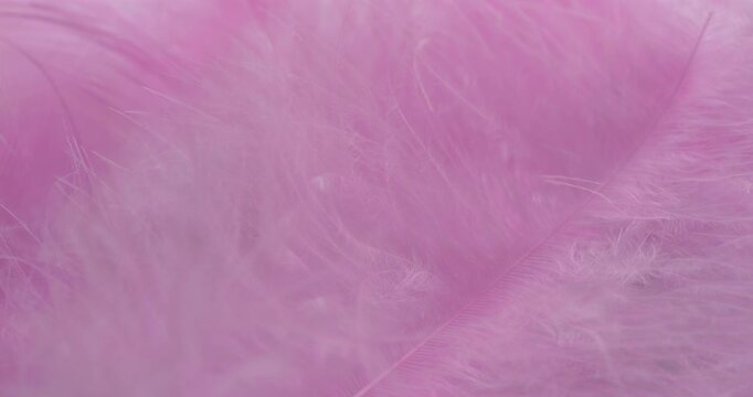 Pink feather texture slow rotation. Close-up of pink feathers with fine strands. Smooth continuous rotation reveals light shifts across the plumage, ideal for backgrounds and overlays.