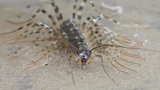 

4K Extreme Close-up Macro Shot of a House Centipede Standing Still on the Floor, Front View #002
