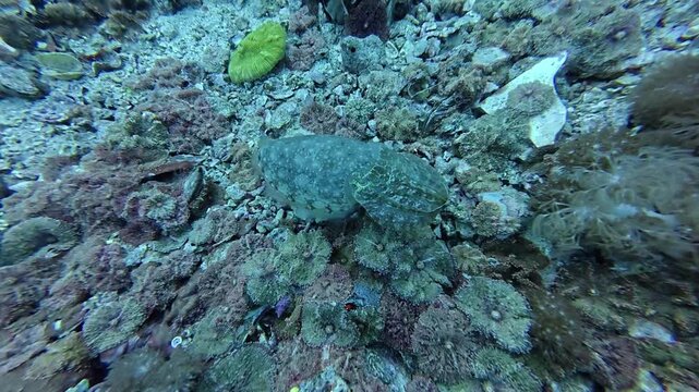 2026.06.02 cuttlefish at Gato Island