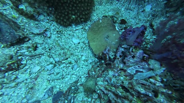 2026.06.02 Harlequin Sweetlips dancing at Gato Island
