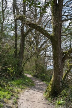 Oak woodland on the coastal path at Wonwell Beach, Erme Estuary, Devon, England