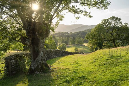 Old pollarded Ash tree at Skelwith Fold, The Lake District, Cumbria, England