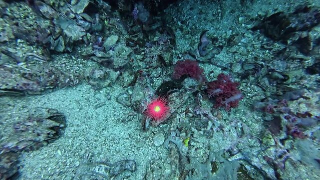 2026.06.02 Sea Anemone at Gato Island