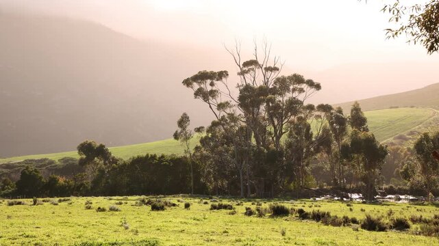 pond , grass , trees and Klein Mountains, Stanford, South Africa as the morning fog burns off