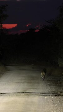 Vertical video, a female leopard at night