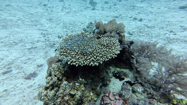 2026.06.03 little blue fish and coral reef at Monad Shoal, Malapascua, Philippins