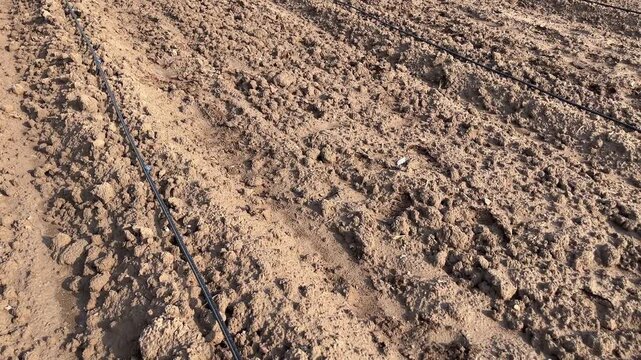 High-angle view of a drip irrigation pipe laid across dry agricultural soil