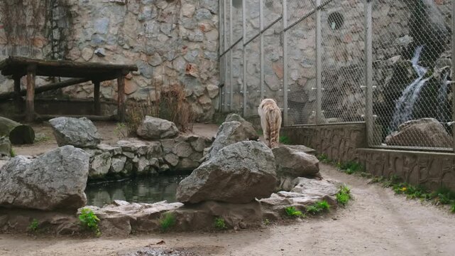 Rocks surround a small pond in an outdoor enclosure with a stone wall, fence, and gravel path, creating a calm garden scene