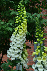 White foxglove blossom. Digitalis purpurea white-yellow blooming plant in summertime. Growing, planting, landscaping concept.  © Mariana