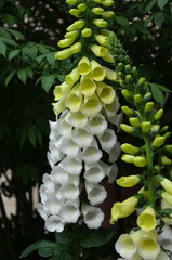 Digitalis purpurea or foxglove  flowering plant.     in summer garden . Closeup stem with gradient of white and pale yellow bell-shaped flowers  © Mariana