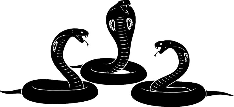 Three black cobras coiled and ready to strike.