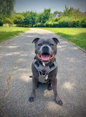 dog sit in the park on a sunny day © Sabrina