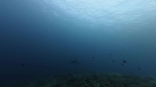 2026.06.03 Thresher Shark at Kimud Shoal, Malapascua, Philippins5
