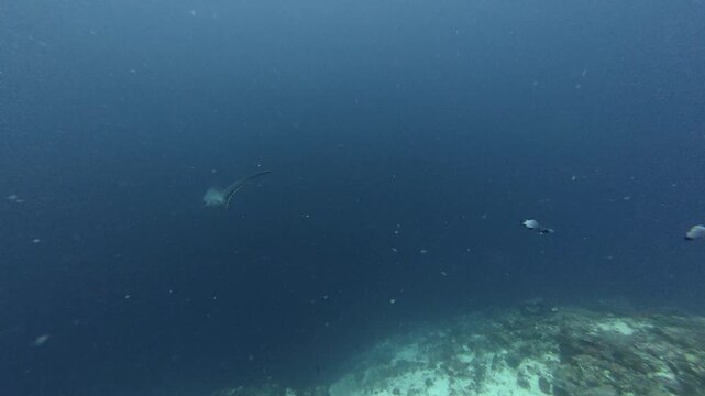 2026.06.03 Thresher Shark at Kimud Shoal, Malapascua, Philippins11