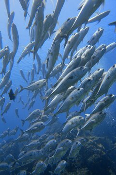 Massive School of Trevally Fish Swirling in Komodo National Park