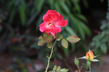 Obraz premium Red rose in the garden, Thailand. (Rosa chinensis)