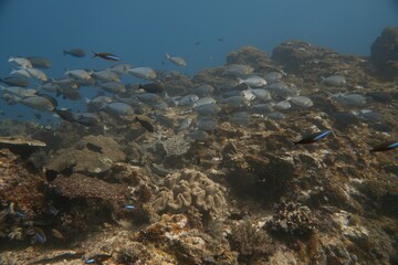 coral reef in the sea © Stanislau