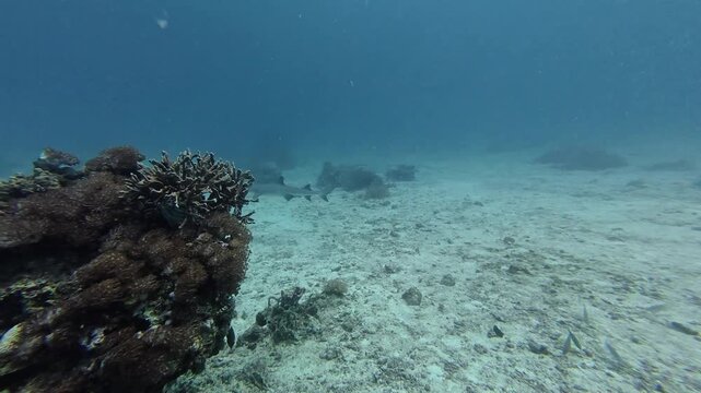 2026.06.04 Whitetip Shark at Monad Shoal, Malapascua, Philippins
