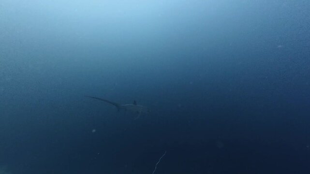 2026.06.04 Thresher Shark at Kimud Shoal, Malapascua, Philippins3