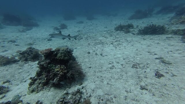 2026.06.04 Whitetip Shark at Monad Shoal, Malapascua, Philippins2