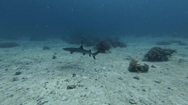 2026.06.04 Whitetip Shark at Monad Shoal, Malapascua, Philippins4