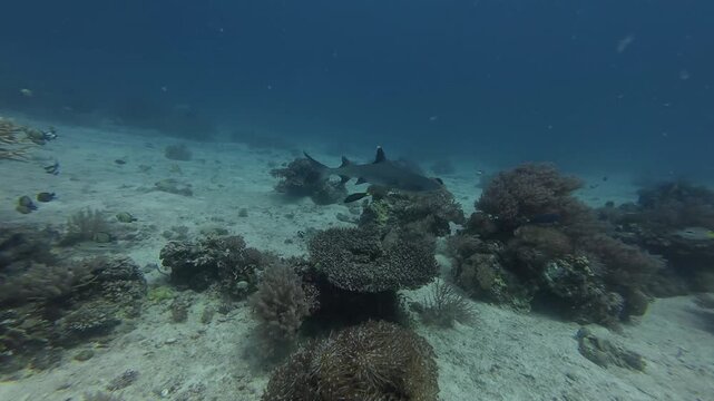 2026.06.04 Whitetip Shark at Monad Shoal, Malapascua, Philippins6