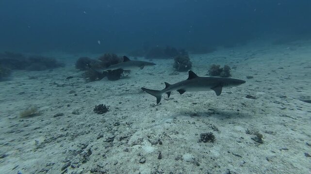 2026.06.04 Whitetip Shark at Monad Shoal, Malapascua, Philippins8