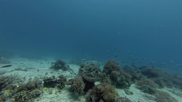 2026.06.04 Whitetip Shark at Monad Shoal, Malapascua, Philippins9