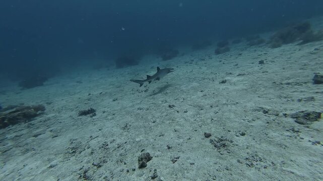 2026.06.04 Whitetip Shark at Monad Shoal, Malapascua, Philippins11