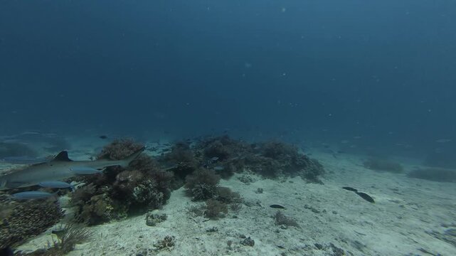 2026.06.04 Whitetip Shark at Monad Shoal, Malapascua, Philippins10