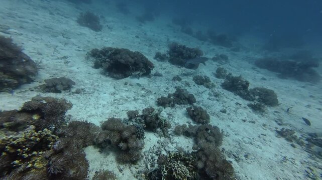 2026.06.04 Whitetip Shark at Monad Shoal, Malapascua, Philippins12
