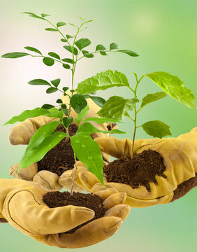 &Eacute;change de plantes vertes 