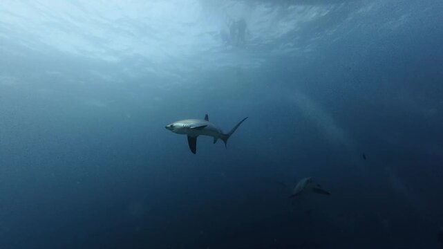 2026.06.01 Thresher Shark at Kimud Shoal, Malapascua, Philippins6