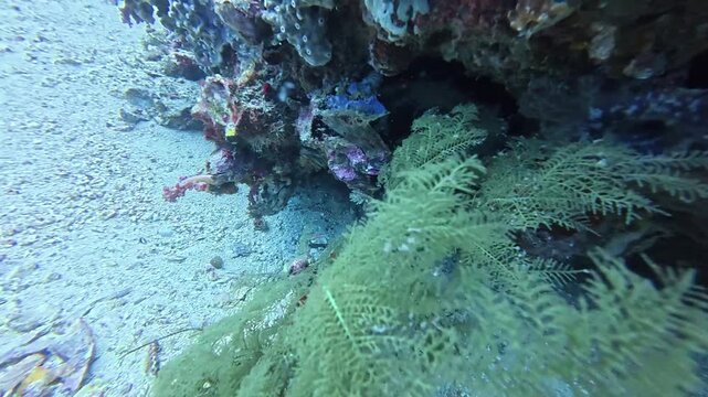 2026.06.02 Banded Pipefish at Gato Island