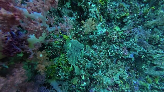 2026.06.02 Birdbeak Burrfish at Gato Island