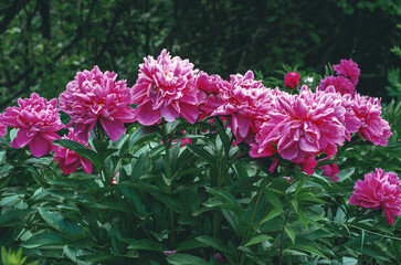 Fototapeta premium View of decorative pink peony flowers in soft sunlight with matte petals and green leaves. Floral screensaver.