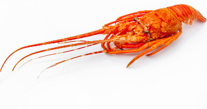 Langouste 