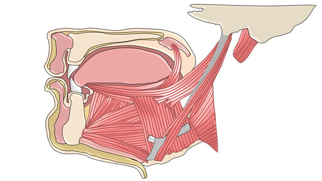 Muscles of Floor of Mouth