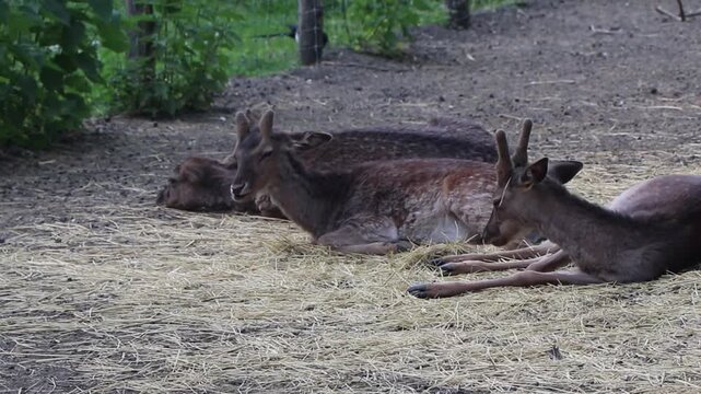 Young fallow deer lying down on straw and eating inside their enclosure at the Margitsziget wildlife park in Budapest.