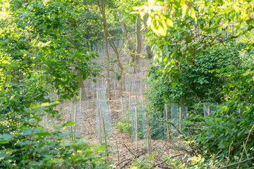 Obraz premium Green leaves frame a forest area filled with protected young saplings. Wire guards and stakes show woodland recovery and ecological care.