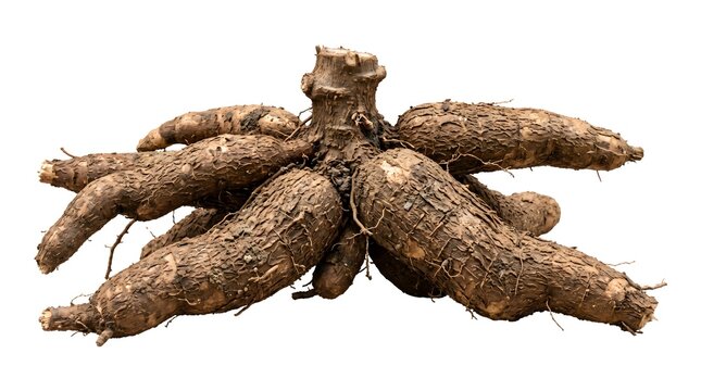 Raw cassava root bunch on white background, fresh manioc tubers with brown textured skin, organic yuca vegetable for cooking and starch production