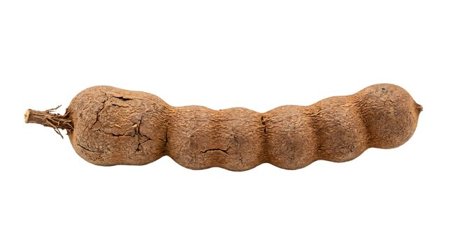 Fresh tamarind pod isolated on white background, organic tropical fruit with brown shell, raw tamarindus indica for culinary and medicinal use